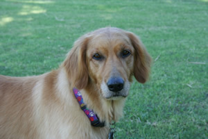 Bailey